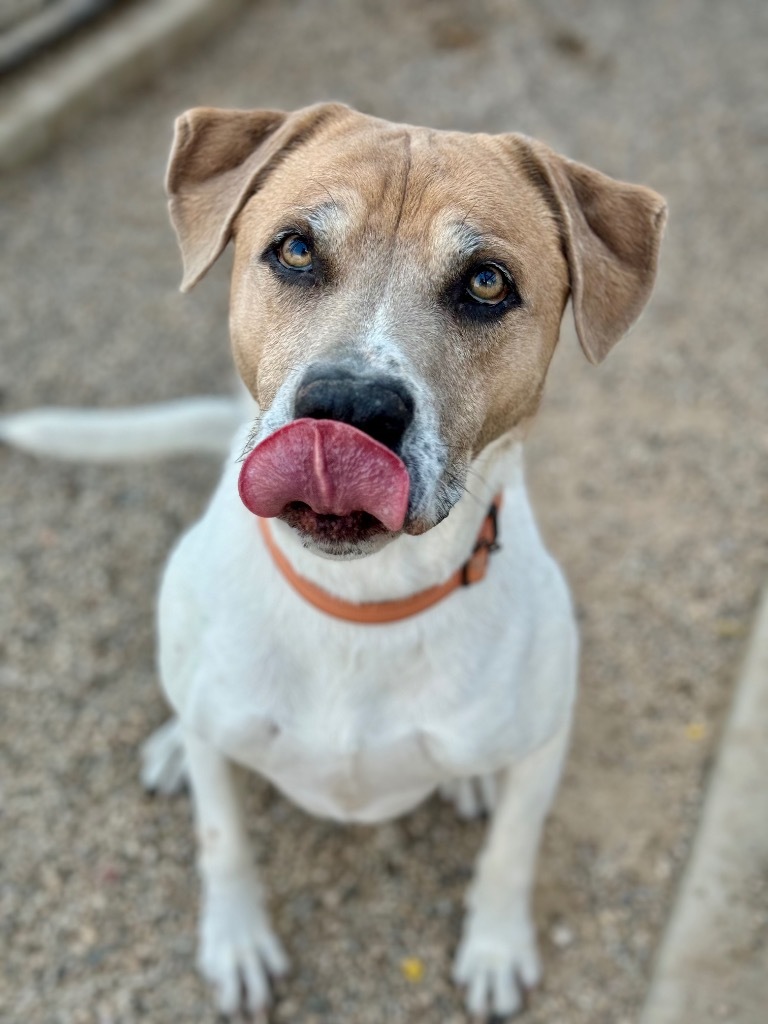 Buster, an adoptable Pit Bull Terrier in Gillette, WY, 82716 | Photo Image 5