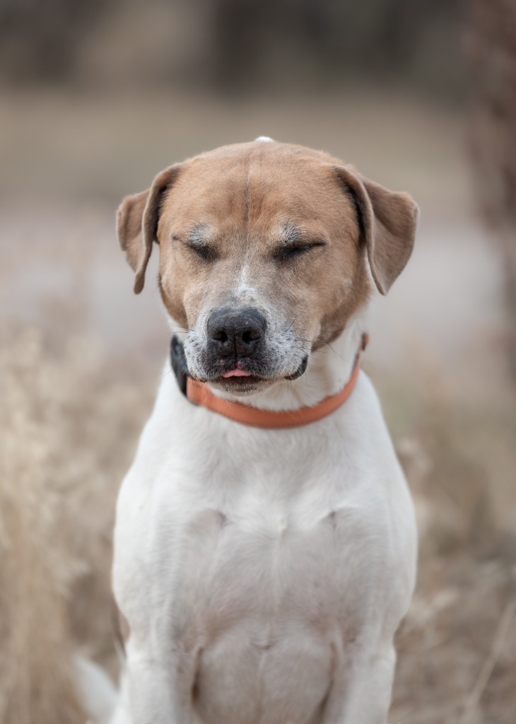 Buster, an adoptable Pit Bull Terrier in Gillette, WY, 82716 | Photo Image 6