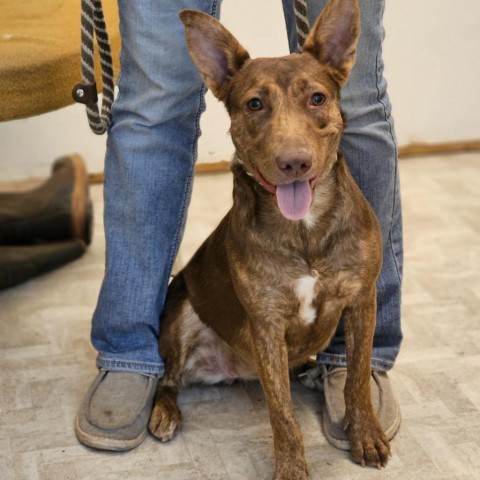 Noodle, an adoptable Australian Kelpie, Mixed Breed in Mount Shasta, CA, 96067 | Photo Image 1