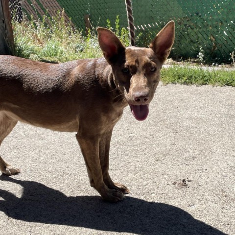 Noodle, an adoptable Australian Kelpie, Mixed Breed in Mount Shasta, CA, 96067 | Photo Image 2