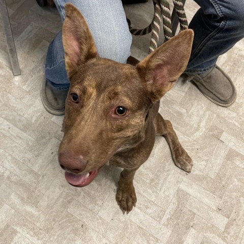 Noodle, an adoptable Australian Kelpie, Mixed Breed in Mount Shasta, CA, 96067 | Photo Image 3