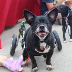 Tux, Senior Male unknown