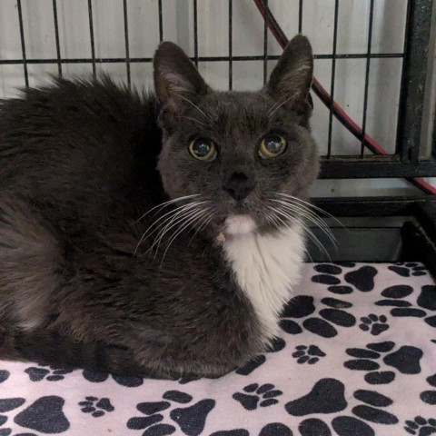 Sully, an adoptable Domestic Short Hair in Spanish Fork, UT, 84660 | Photo Image 1