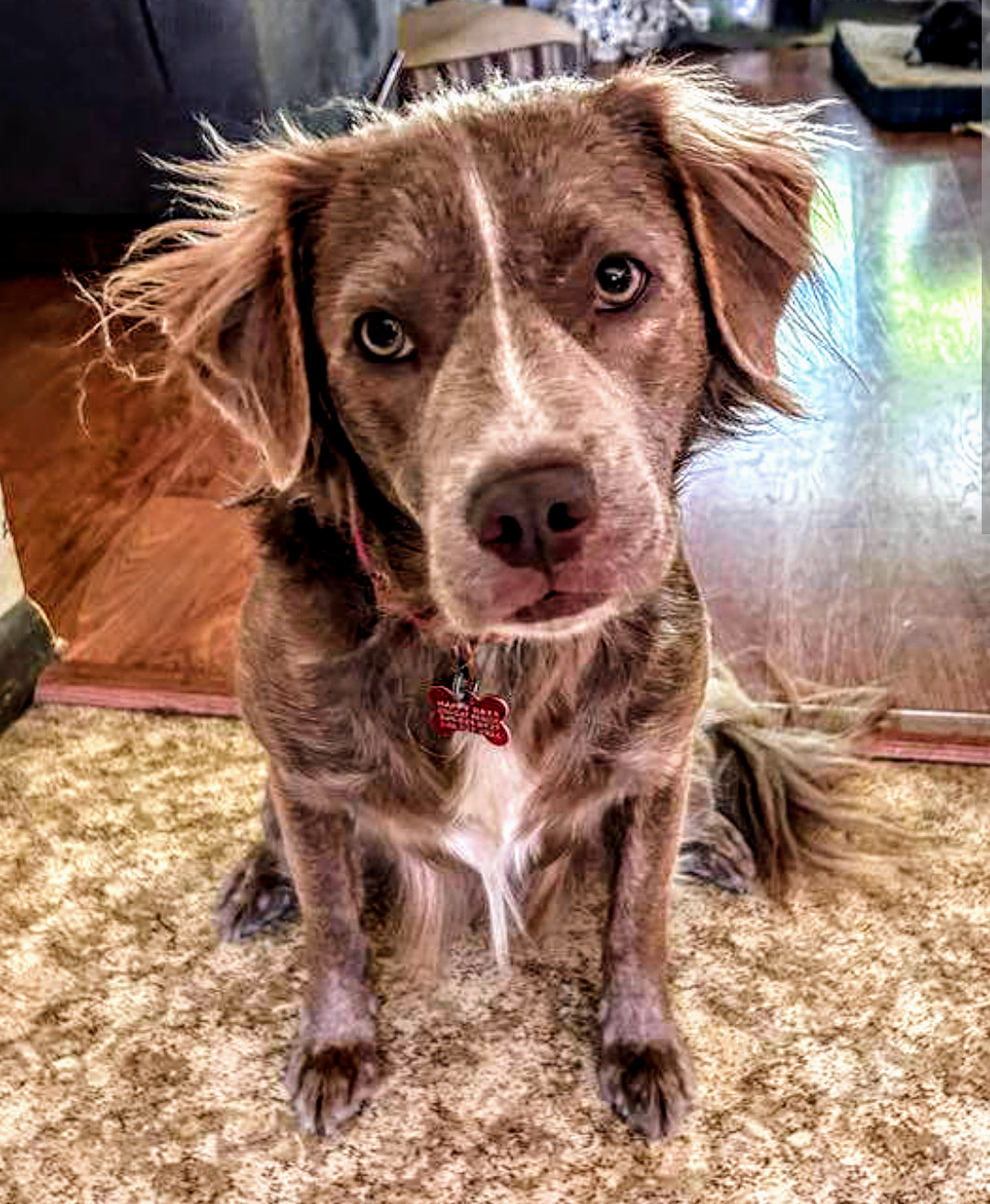 Tommy, an adoptable Spaniel, Retriever in Livonia, MI, 48152 | Photo Image 1