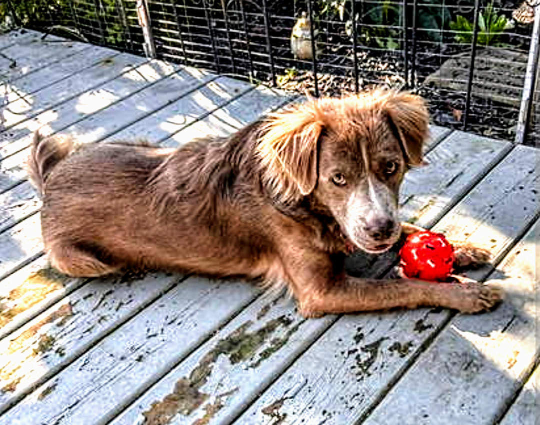 Tommy, an adoptable Spaniel, Retriever in Livonia, MI, 48152 | Photo Image 2