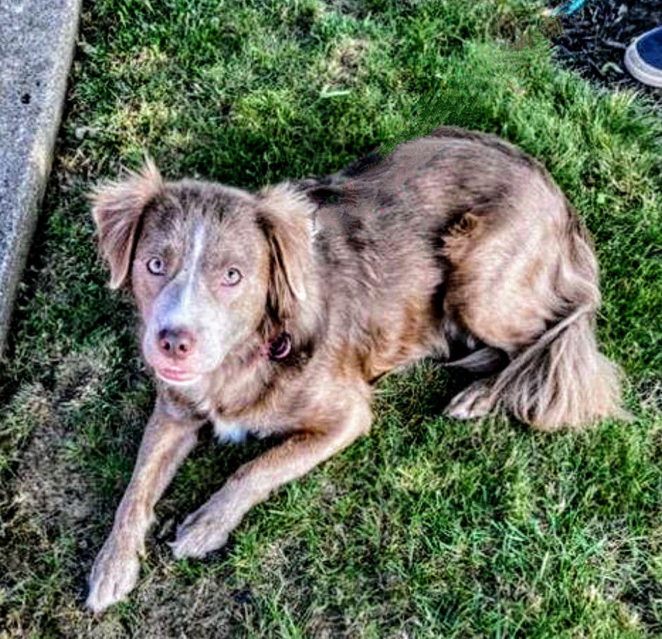 Tommy, an adoptable Spaniel, Retriever in Livonia, MI, 48152 | Photo Image 3