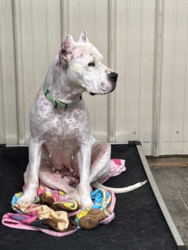 Millie, an adoptable Dogo Argentino in Hastings, NE, 68901 | Photo Image 1