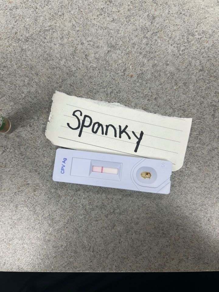 Spanky aka Milbanks 3