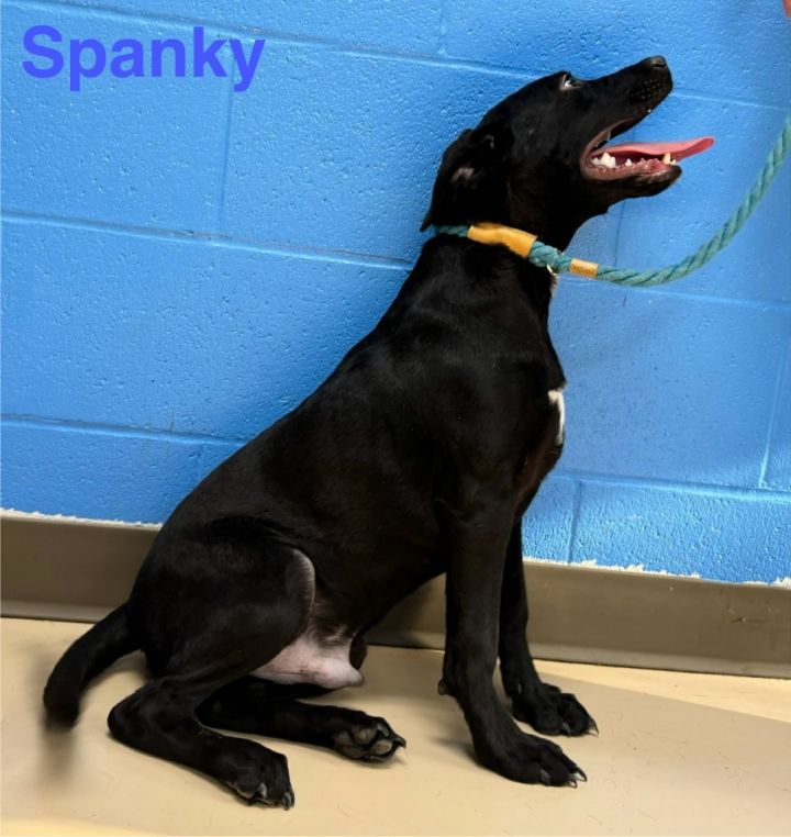 Spanky aka Milbanks 5