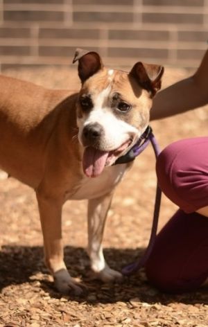 Cookie Crumble is super sweet just like cookies and she is small only about 35 pounds She is also