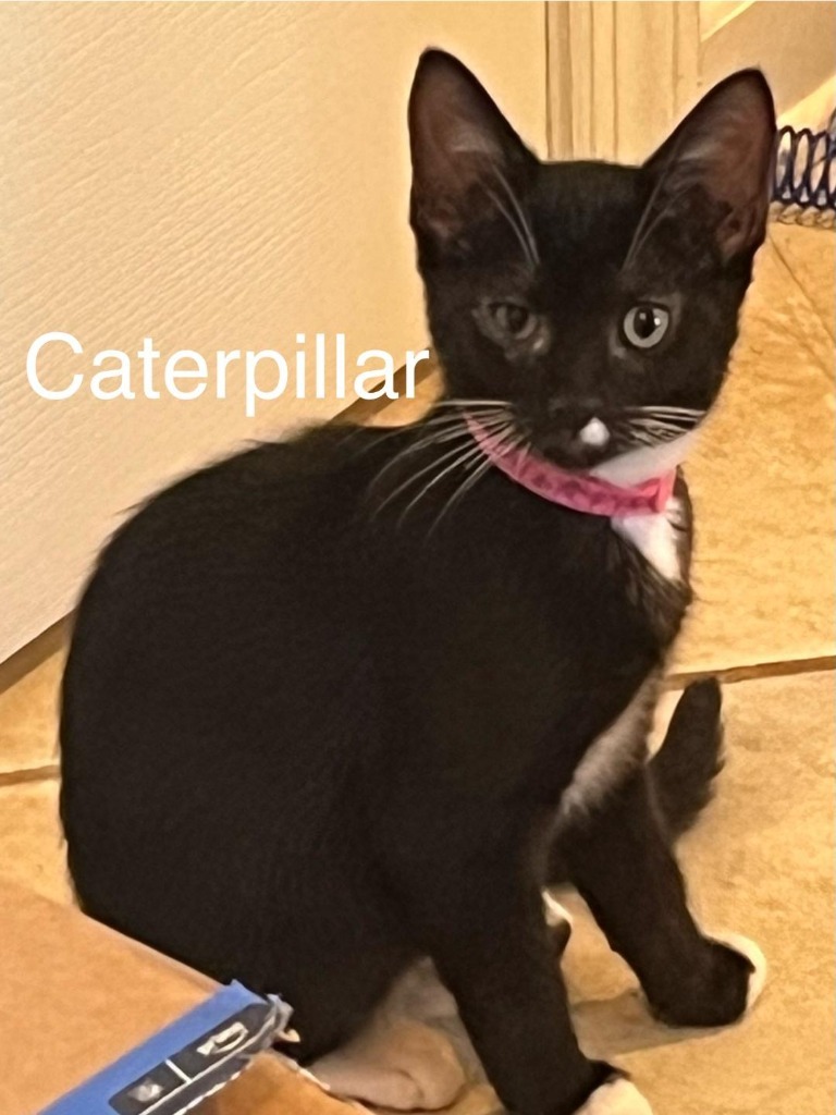Caterpillar, an adoptable Domestic Short Hair in Hoover , AL, 35226 | Photo Image 1