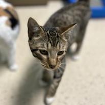Cecil, an adoptable American Shorthair in Poplar Bluff, MO, 63901 | Photo Image 1