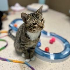 Cecil, an adoptable American Shorthair in Poplar Bluff, MO, 63901 | Photo Image 2