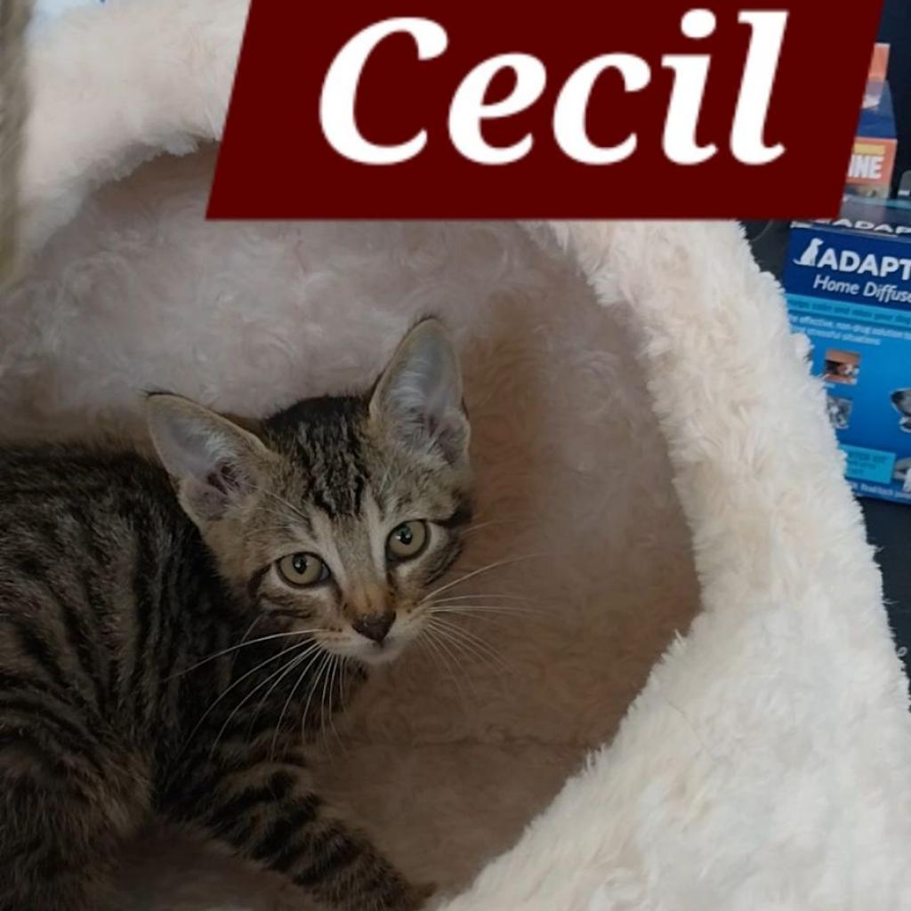 Cecil, an adoptable American Shorthair in Poplar Bluff, MO, 63901 | Photo Image 3