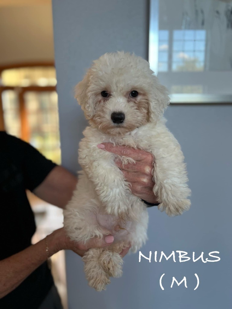 Nimbus