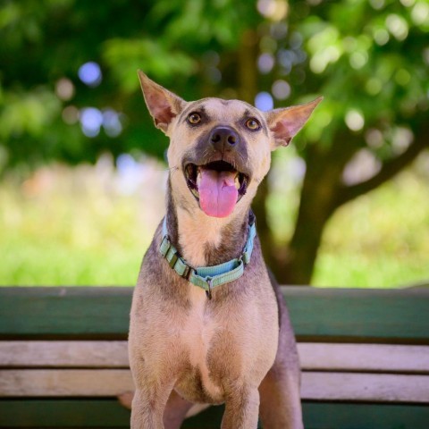 Cheerios, an adoptable Mixed Breed in Kailua Kona, HI, 96740 | Photo Image 1