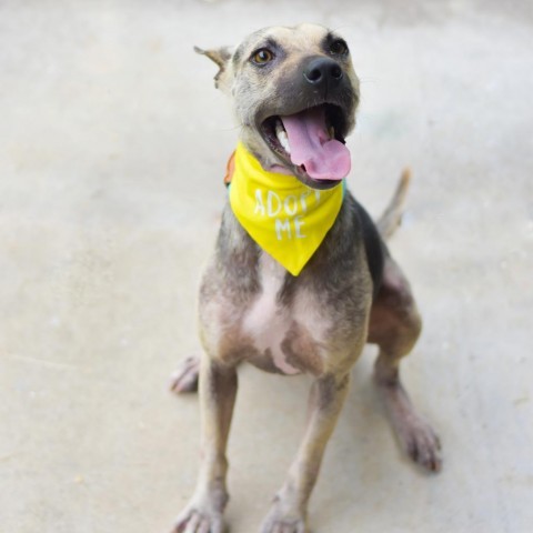 Cheerios, an adoptable Mixed Breed in Kailua Kona, HI, 96740 | Photo Image 2