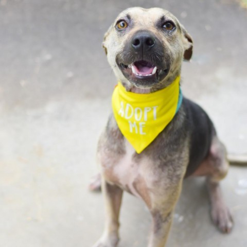 Cheerios, an adoptable Mixed Breed in Kailua Kona, HI, 96740 | Photo Image 3