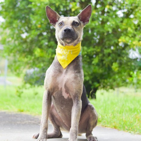 Cheerios, an adoptable Mixed Breed in Kailua Kona, HI, 96740 | Photo Image 5