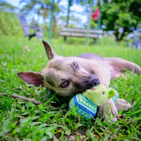 Cheerios, an adoptable Mixed Breed in Kailua Kona, HI, 96740 | Photo Image 6