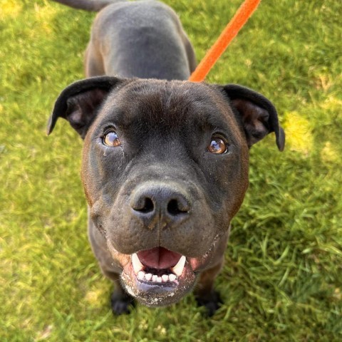 Koda, an adoptable Mixed Breed in Spokane, WA, 99217 | Photo Image 1