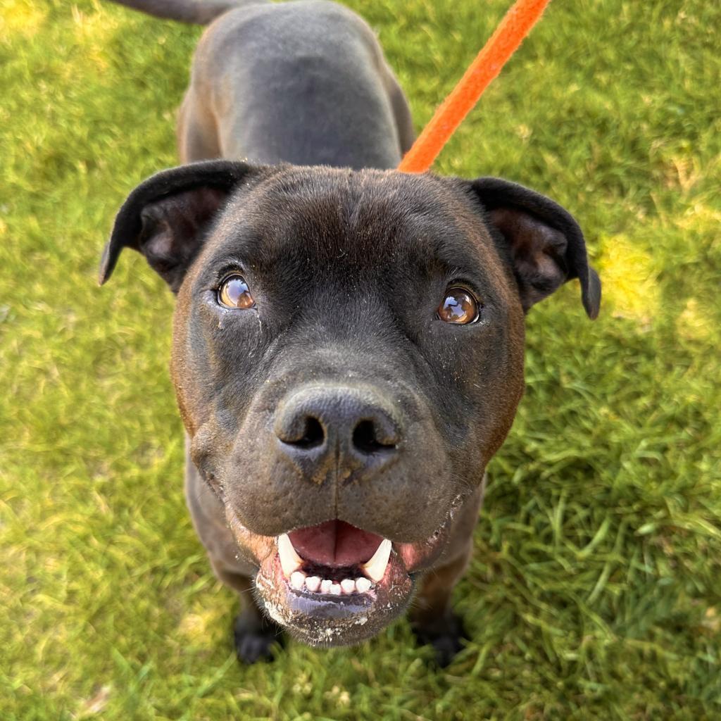 Koda, an adoptable Mixed Breed in Spokane, WA, 99217 | Photo Image 2