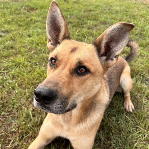 Athena, an adoptable German Shepherd Dog, Mixed Breed in Spokane, WA, 99217 | Photo Image 1