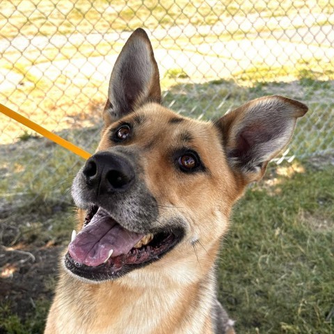 Athena, an adoptable German Shepherd Dog, Mixed Breed in Spokane, WA, 99217 | Photo Image 2