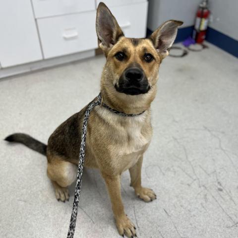 Athena, an adoptable German Shepherd Dog, Mixed Breed in Spokane, WA, 99217 | Photo Image 3