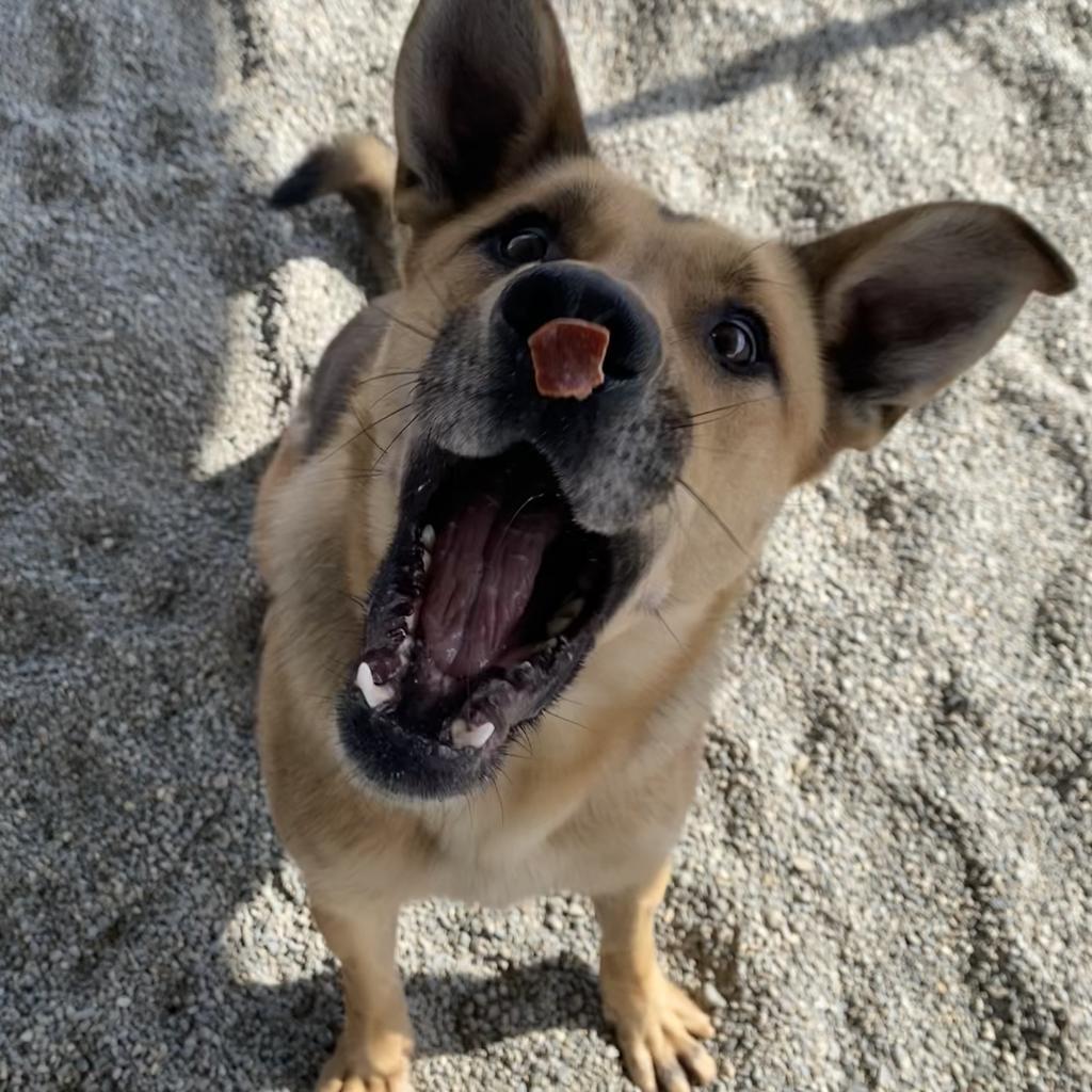 Athena, an adoptable German Shepherd Dog, Mixed Breed in Spokane, WA, 99217 | Photo Image 3