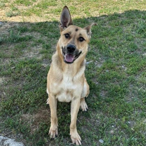 Athena, an adoptable German Shepherd Dog, Mixed Breed in Spokane, WA, 99217 | Photo Image 4