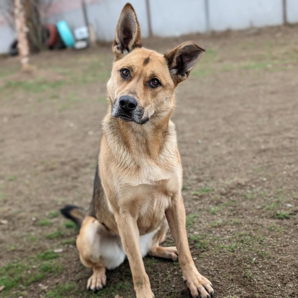 Athena, an adoptable German Shepherd Dog, Mixed Breed in Spokane, WA, 99217 | Photo Image 4