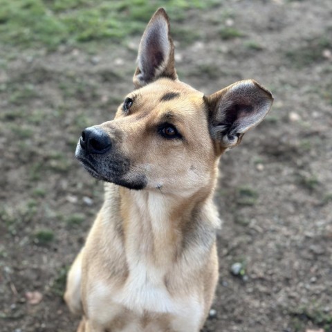 Athena, an adoptable German Shepherd Dog, Mixed Breed in Spokane, WA, 99217 | Photo Image 5