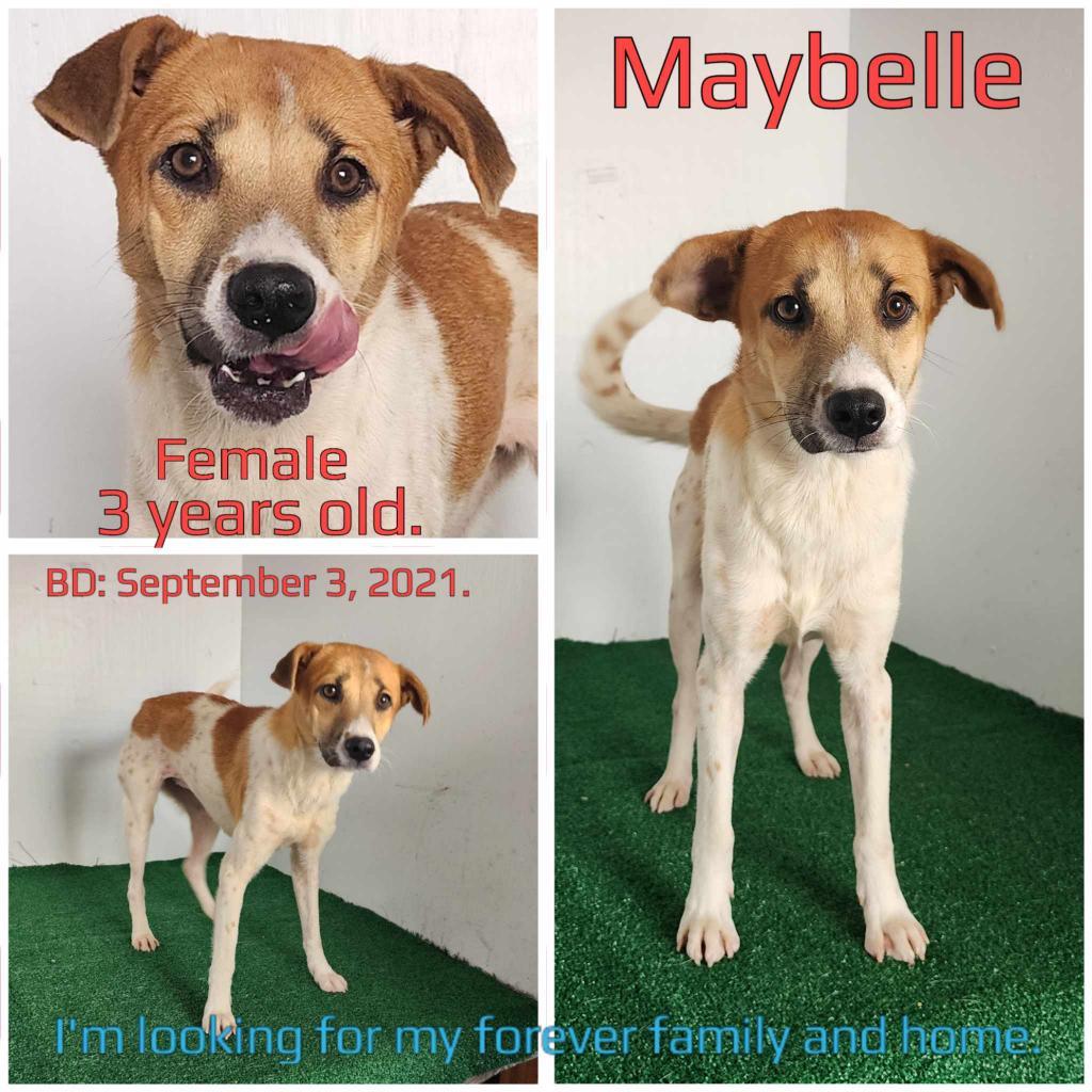 Maybelle