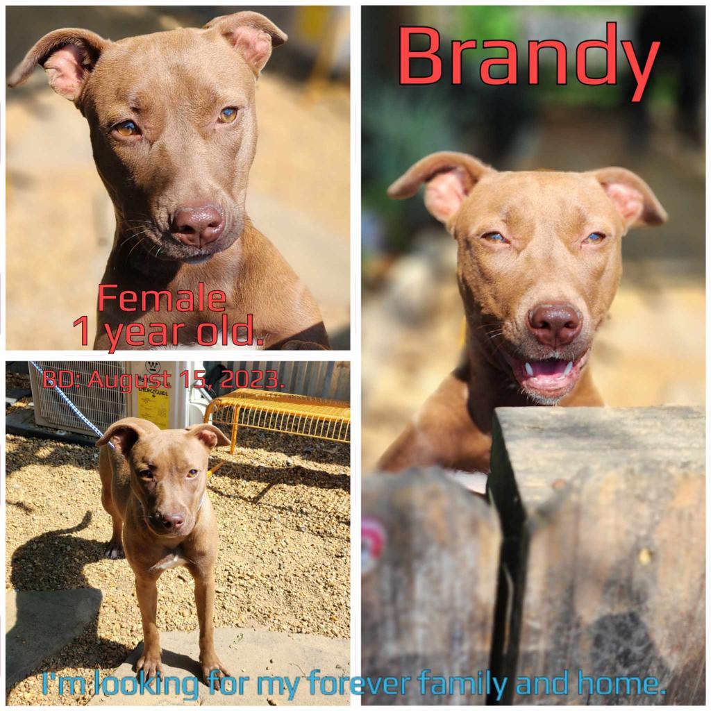 Brandy