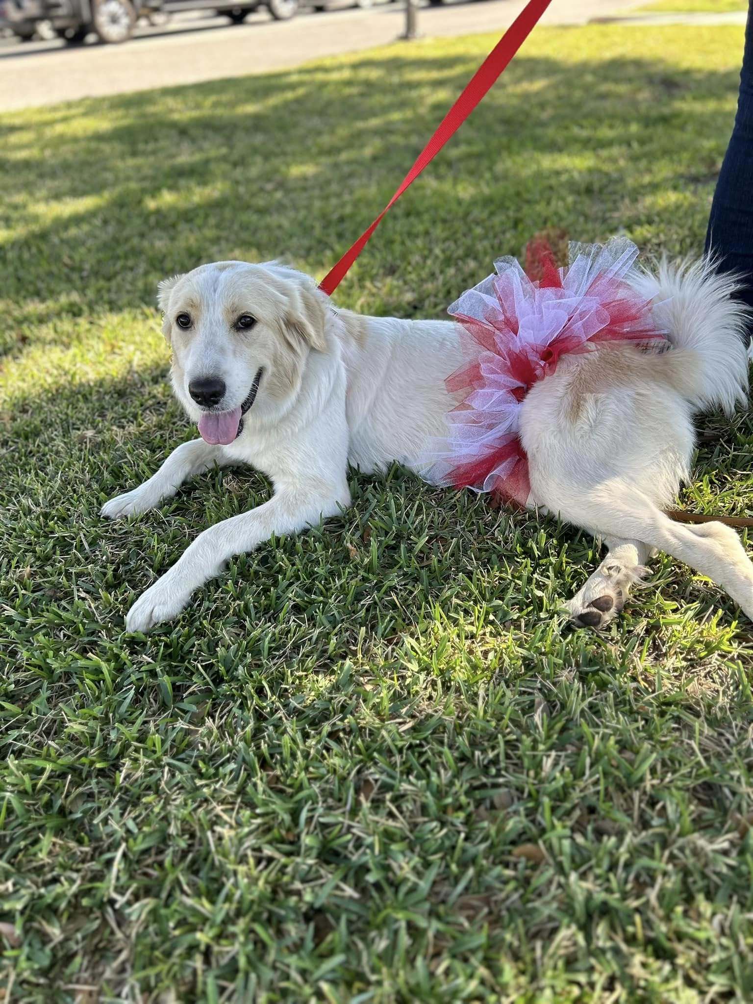Ellie HTX