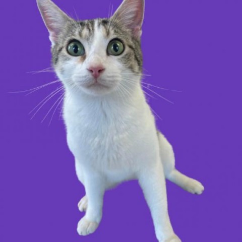 Meeko, an adoptable Domestic Short Hair in Tuscaloosa, AL, 35401 | Photo Image 1