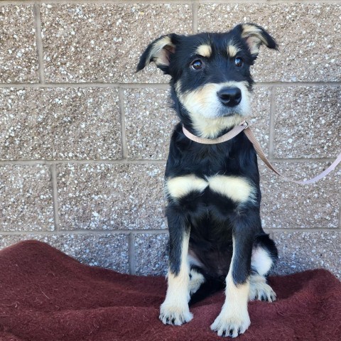 Breve, an adoptable Mixed Breed in Great Falls, MT, 59404 | Photo Image 1