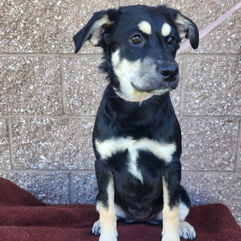 Latte, an adoptable Mixed Breed in Great Falls, MT, 59404 | Photo Image 1