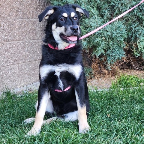 Latte, an adoptable Mixed Breed in Great Falls, MT, 59404 | Photo Image 1