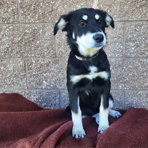 Frappuccino, an adoptable Mixed Breed in Great Falls, MT, 59404 | Photo Image 1