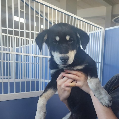 Frappuccino, an adoptable Mixed Breed in Great Falls, MT, 59404 | Photo Image 2