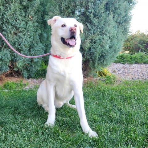 Yeti, an adoptable Mixed Breed in Great Falls, MT, 59404 | Photo Image 1