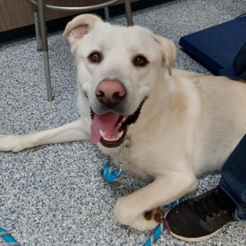 Yeti, an adoptable Mixed Breed in Great Falls, MT, 59404 | Photo Image 2