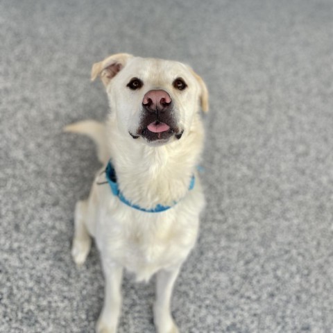 Yeti, an adoptable Mixed Breed in Great Falls, MT, 59404 | Photo Image 3