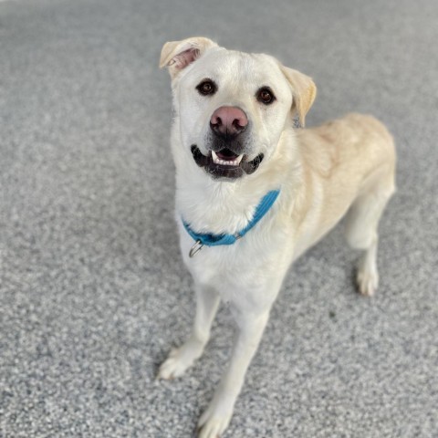 Yeti, an adoptable Mixed Breed in Great Falls, MT, 59404 | Photo Image 4