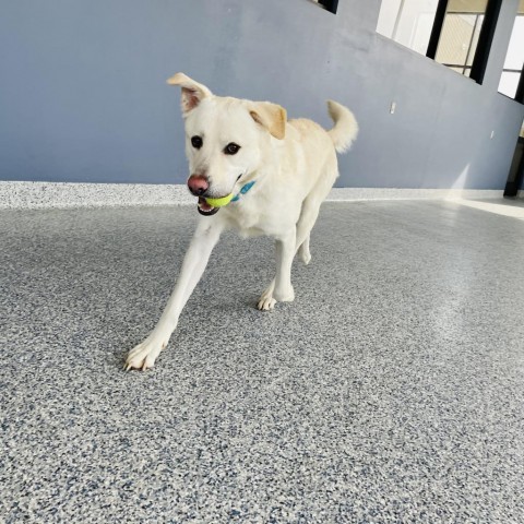 Yeti, an adoptable Mixed Breed in Great Falls, MT, 59404 | Photo Image 6