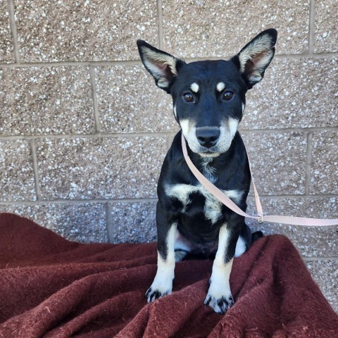 Macchiato, an adoptable Mixed Breed in Great Falls, MT, 59404 | Photo Image 1