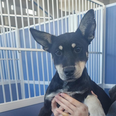 Macchiato, an adoptable Mixed Breed in Great Falls, MT, 59404 | Photo Image 2