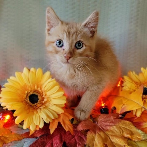 Justy, an adoptable Domestic Medium Hair in Hailey, ID, 83333 | Photo Image 1